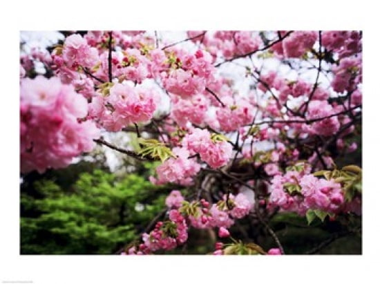 Close-up of cherry blossoms Sumida River Asakusa Tokyo Japan Canvas Art - (24 x 18)