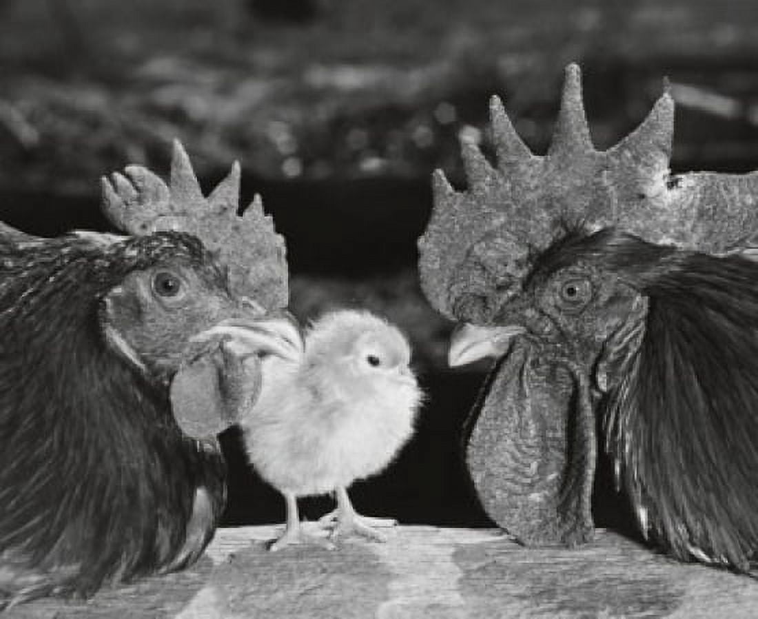 Close-up of chickens and a chick Canvas Art - (24 x 36)