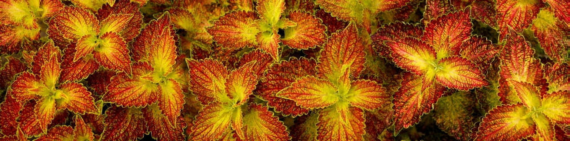 Close-up of coleus leaves Canvas Art - Panoramic Images (27 x 9)