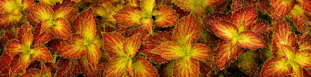 Close-up of coleus leaves Canvas Art - Panoramic Images (36 x 12)