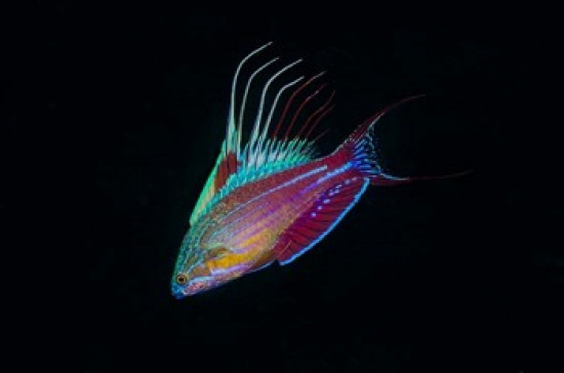 Close-up of colorful wrasse fish Canvas Art - Jaynes Gallery DanitaDelimont (24 x 16)