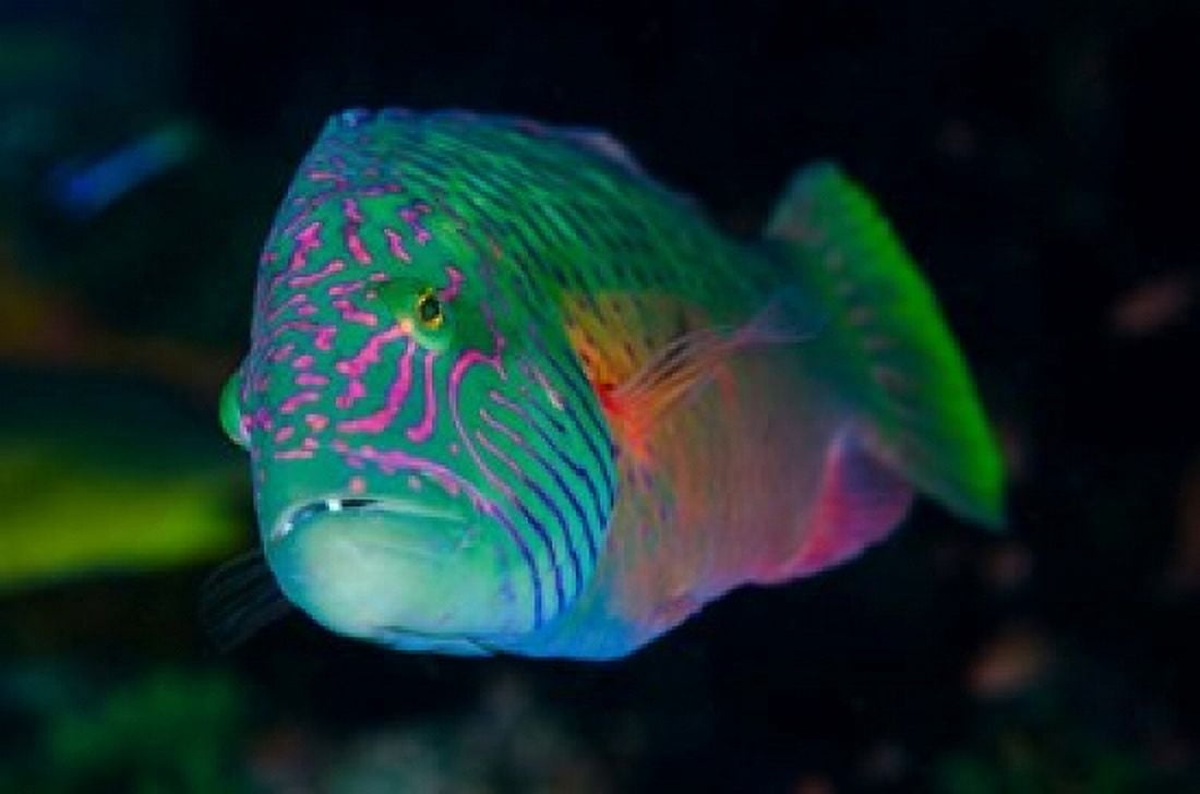 Close-up of colorful wrasse fish Canvas Art - Jaynes Gallery DanitaDelimont (26 x 18)
