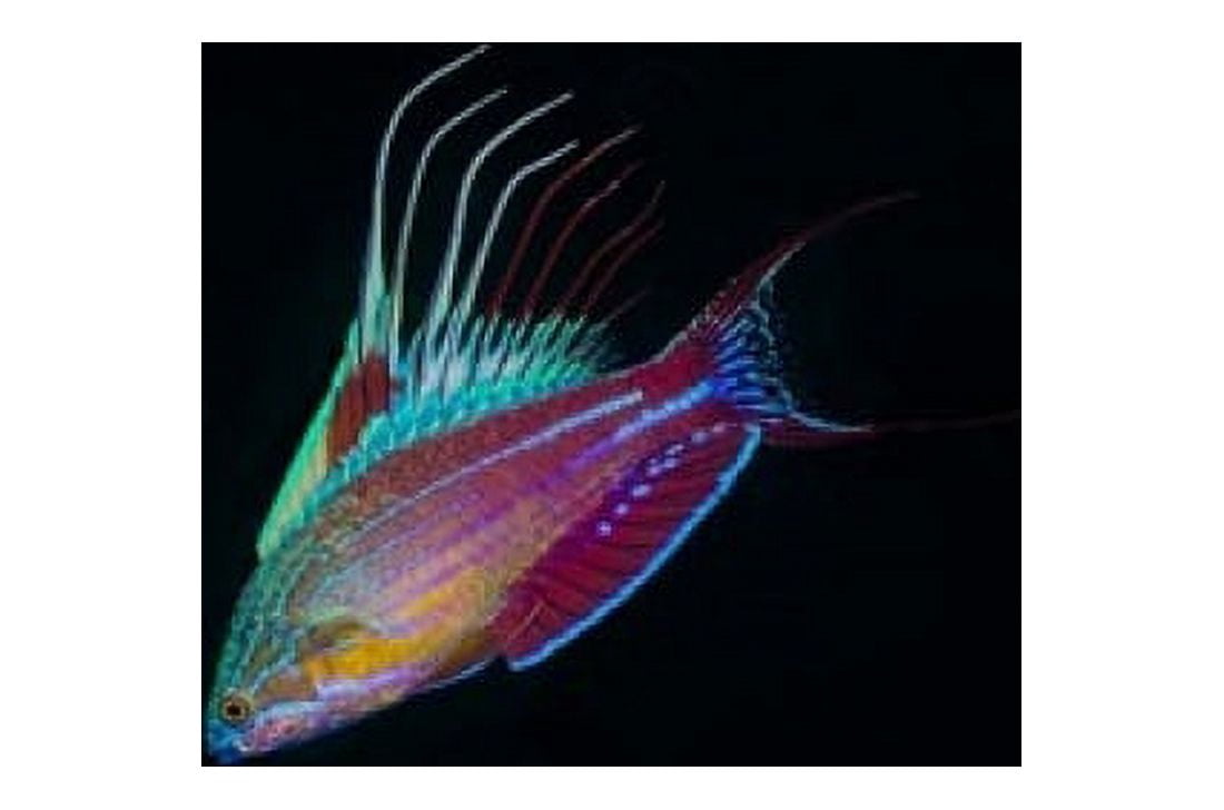 Close-up of colorful wrasse fish Canvas Art - Jaynes Gallery DanitaDelimont (36 x 24)