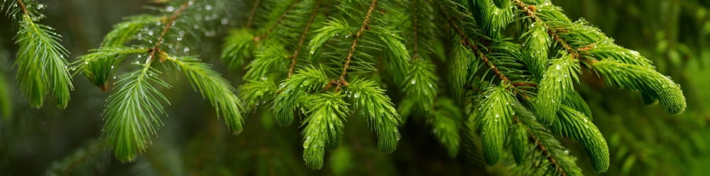 Close-up of coniferous tree branches Canvas Art - Panoramic Images (36 x 12)