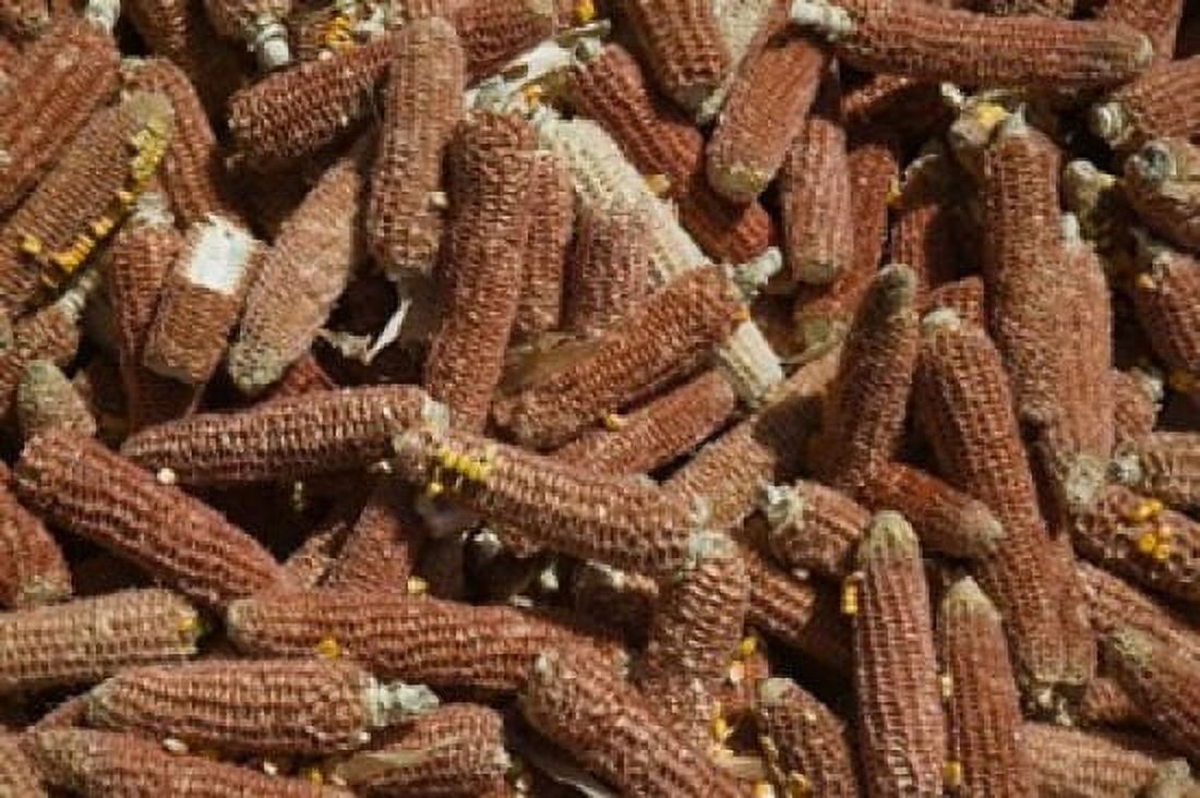Close-up of corn cobs Baisha Lijiang Yunnan Province China Canvas Art - Panoramic Images (36 x 24)