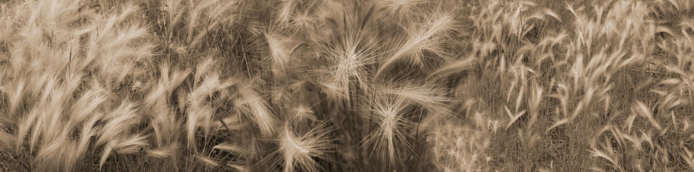 Close-up of crop in field Canvas Art - Panoramic Images (36 x 12)