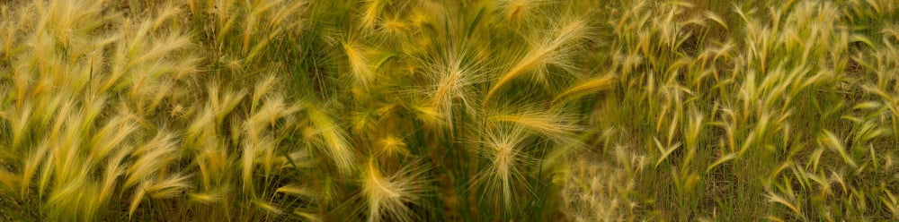 Close-up of crop in field Canvas Art - Panoramic Images (36 x 12)