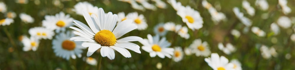 Close up of daisies in a meadowEngland Canvas Art - Adrian Brockwell Design Pics (44 x 10)