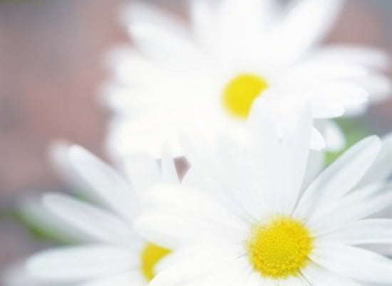 Close up of daisies with purple background Canvas Art - Panoramic Images (24 x 18)