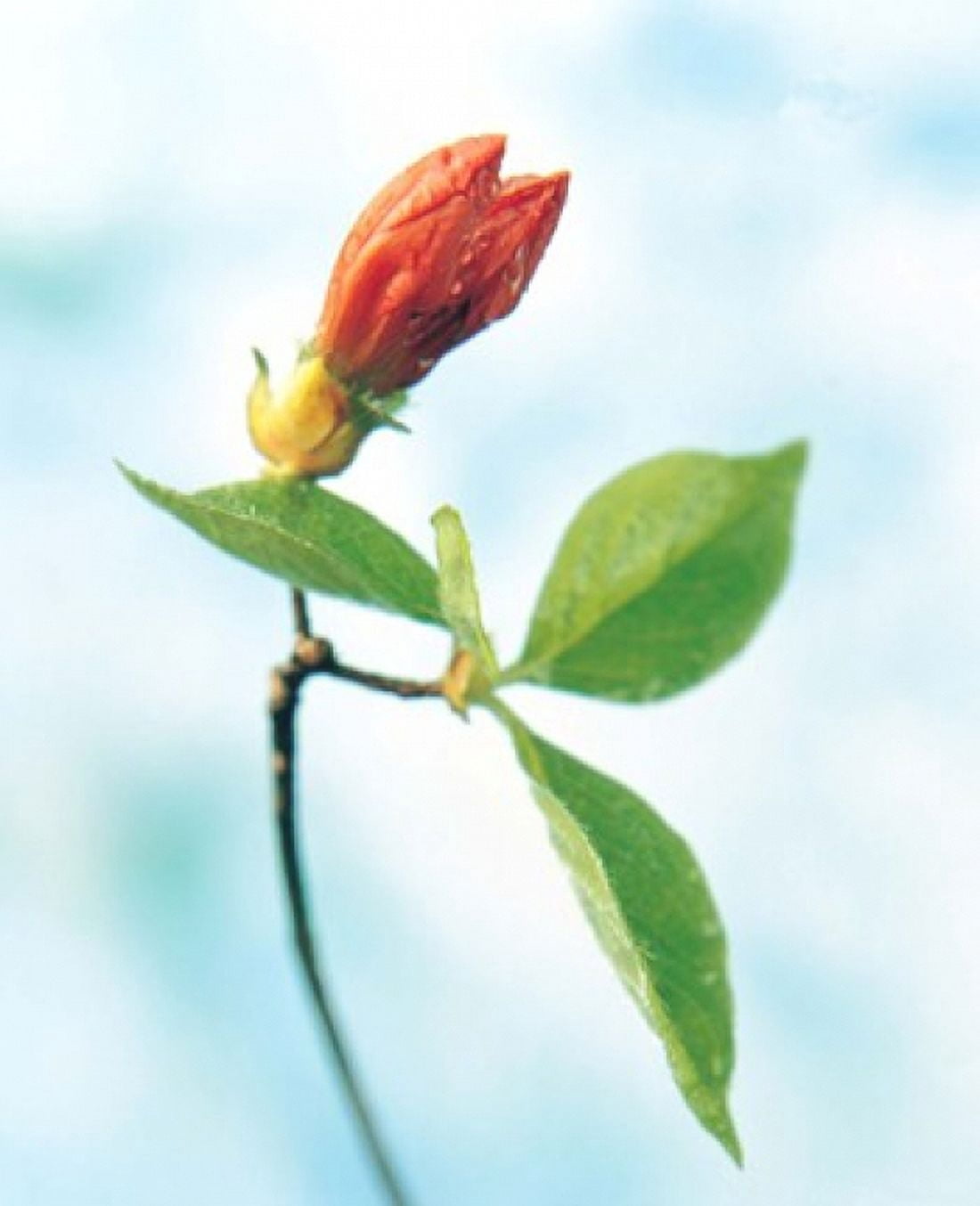 Close up of dark pink flower bud on green stem with green leaves on watercolor blue Canvas Art - Panoramic Images (14 x 16)