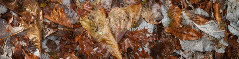 Close-up of dead leaves Canvas Art - Panoramic Images (27 x 9)