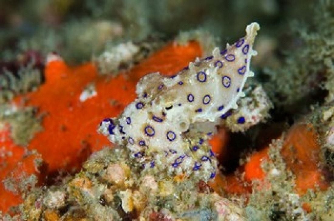 Close-up of deadly blue-ringed octopus Canvas Art - Jaynes Gallery DanitaDelimont (36 x 24)
