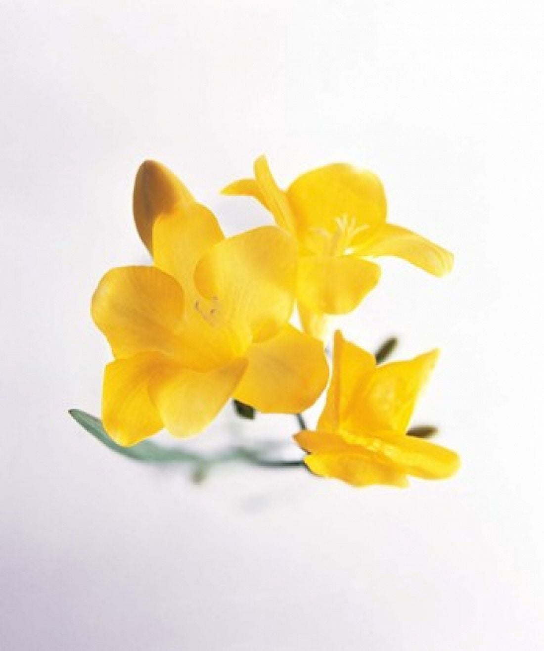 Close up of deep yellow flowers on blue and white Canvas Art - Panoramic Images (14 x 16)