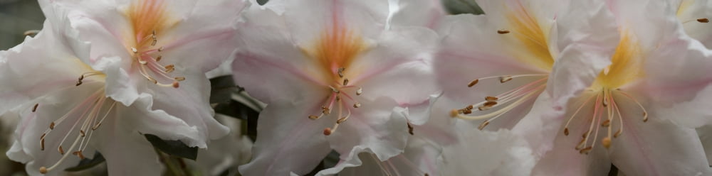 Close-up of details of Angel Wings flowers in bloom Canvas Art - Panoramic Images (36 x 12)