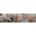 thumbnail image 1 of Close-up of details of Angel Wings flowers in bloom Poster Print (27 x 9), 1 of 1