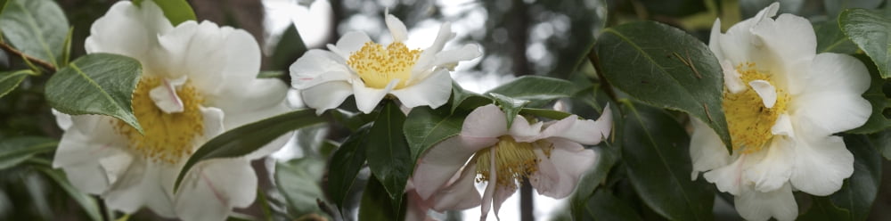 Close-up of details of Camellia flowers Canvas Art - Panoramic Images (36 x 12)