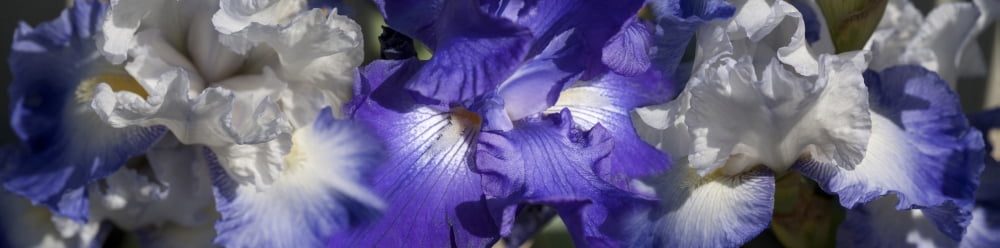 Close-up of details of Iris flowers Canvas Art - Panoramic Images (27 x 9)