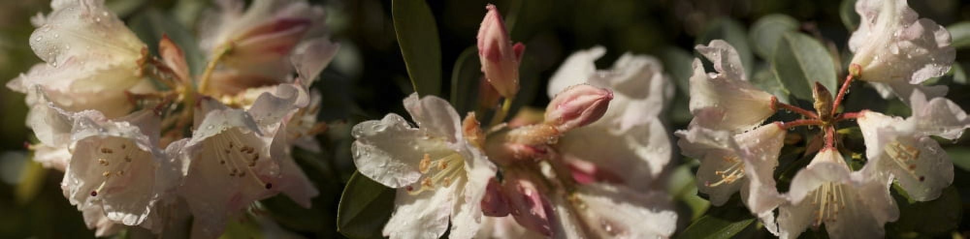 Close-up of details of Rhododendron flowers Canvas Art - Panoramic Images (36 x 12)