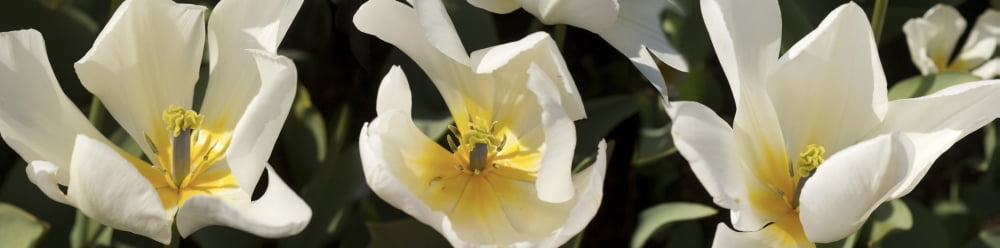 Close-up of details of iris flowers Canvas Art - Panoramic Images (36 x 12)