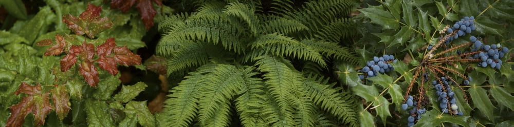 Close-up of details of plants Canvas Art - Panoramic Images (36 x 12)