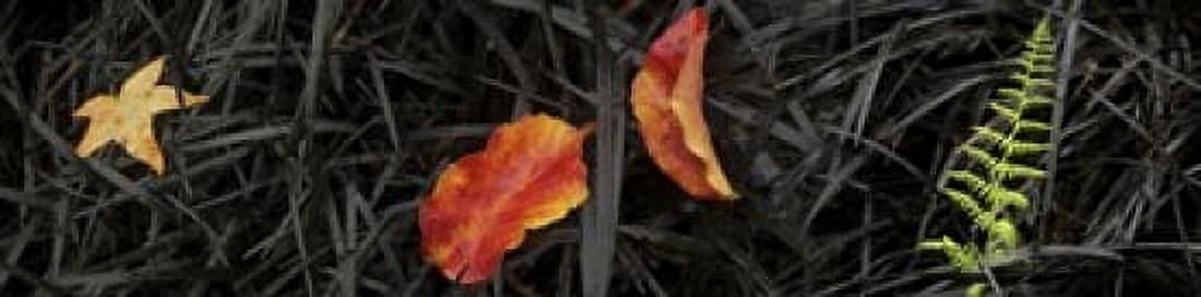 Close-up of different leaves Canvas Art - Panoramic Images (20 x 5)