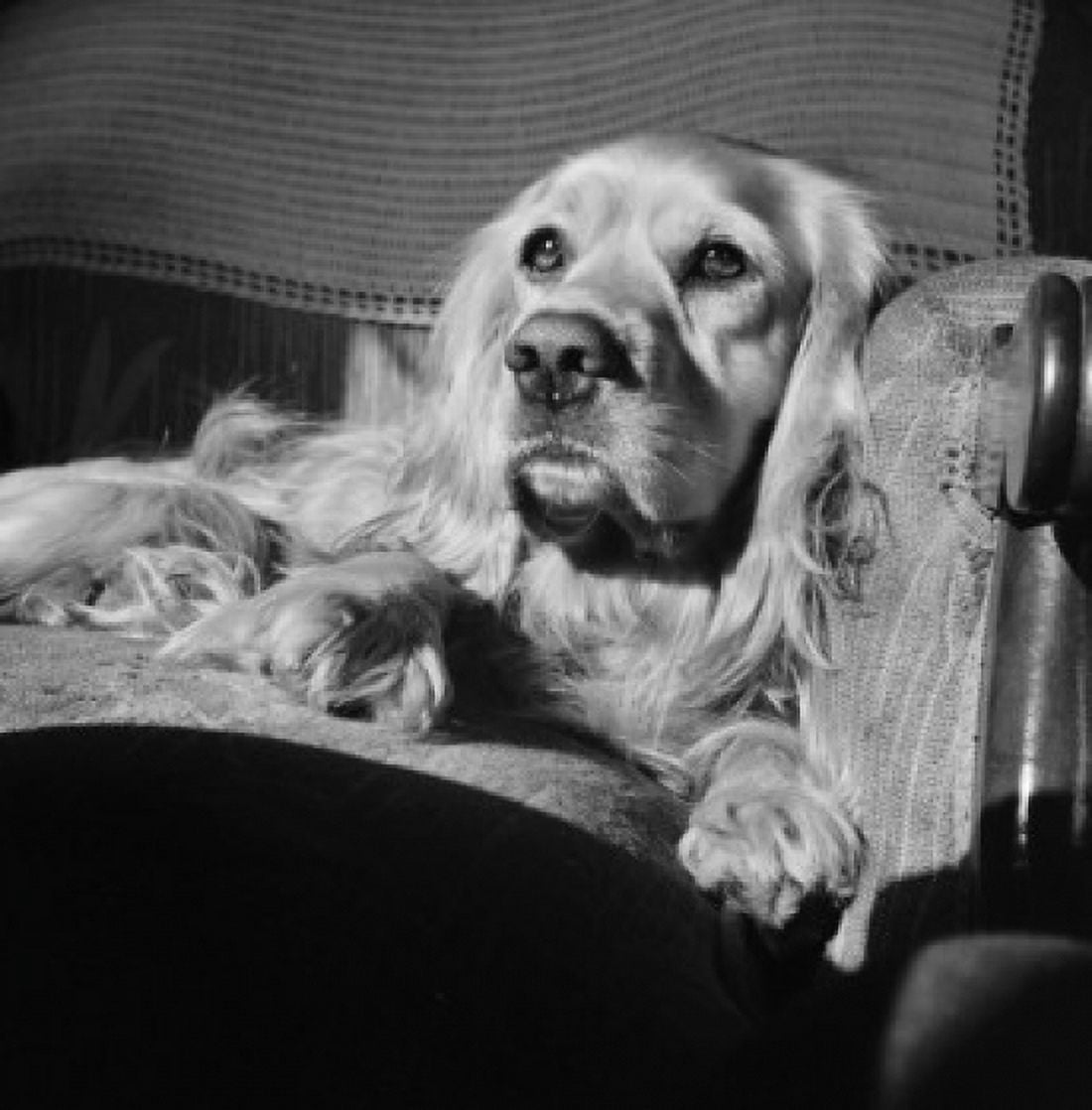 Close up of dog on sofa Canvas Art - (18 x 24)