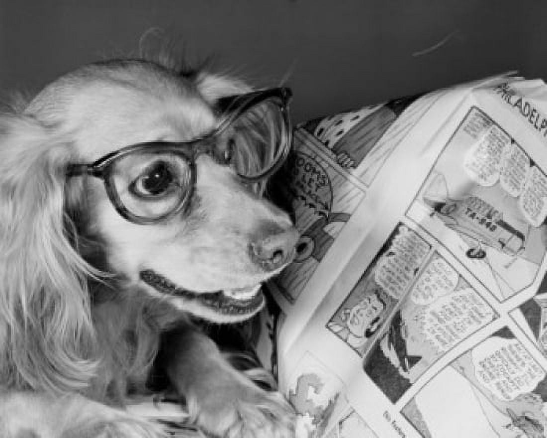 Close up of dog wearing glasses and reading comics Canvas Art - (18 x 24)