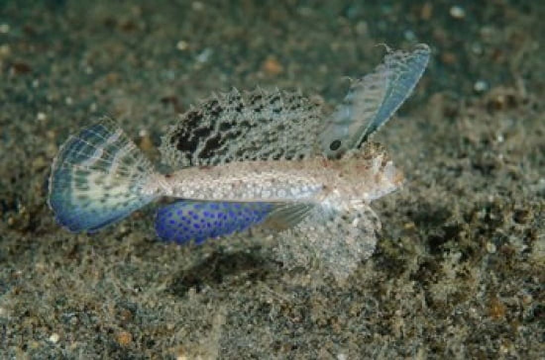 Close-up of dragonet fish Canvas Art - Jaynes Gallery  DanitaDelimont (24 x 16)