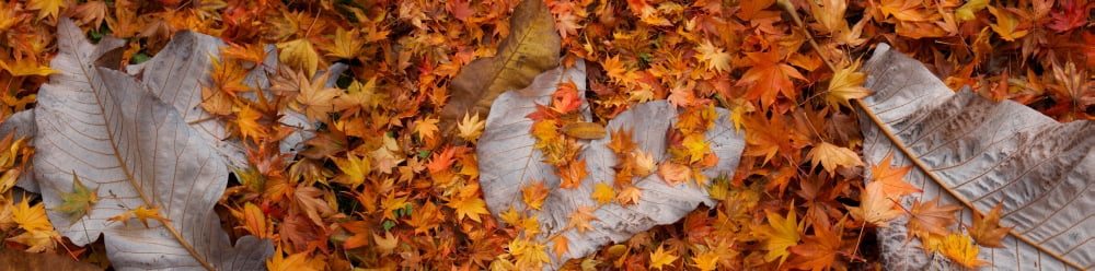 Close-up of fallen maple leaves Canvas Art - Panoramic Images (36 x 12)