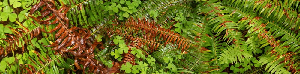 Close-up of fern leaves Canvas Art - Panoramic Images (27 x 9)
