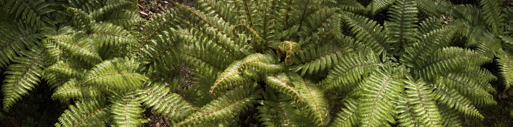 Close-up of fern leaves Canvas Art - Panoramic Images (36 x 12)