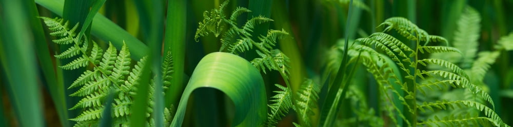 Close-up of ferns Canvas Art - Panoramic Images (36 x 12)