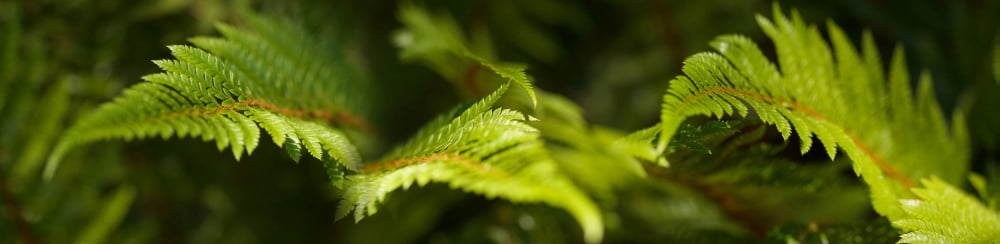 Close-up of ferns Canvas Art - Panoramic Images (36 x 12)