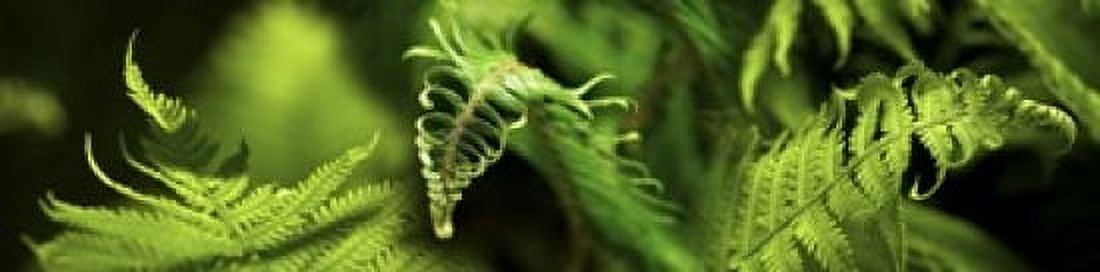 Close-up of ferns Canvas Art - Panoramic Images (40 x 10)