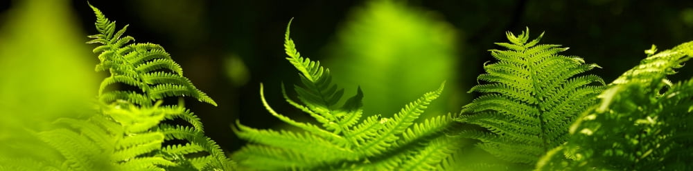 Close-up of ferns leaves Canvas Art - Panoramic Images (36 x 12)