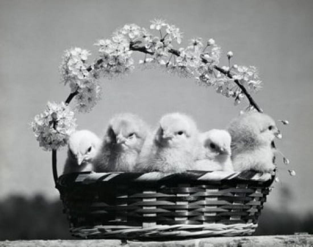 Close-up of five chicks in an Easter basket Canvas Art -  (18 x 24)