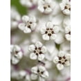 thumbnail image 1 of Close-up of flower heads before opening Mammoth Cave NP Kentucky Poster Print by Maresa Pryor, 1 of 3