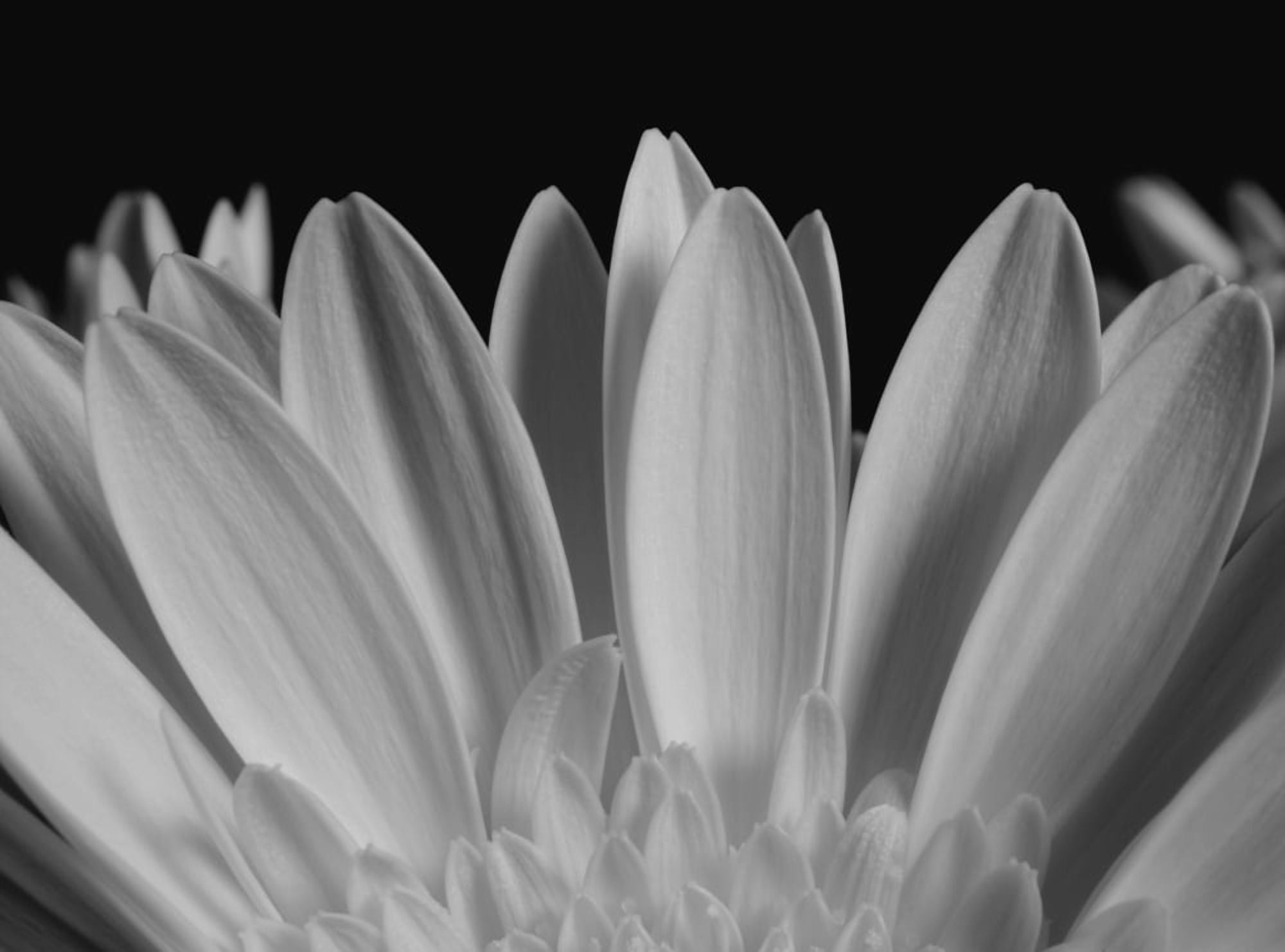 Close up of flower petals Waterloo Quebec Canada Canvas Art - David Chapman Design Pics (18 x 13)