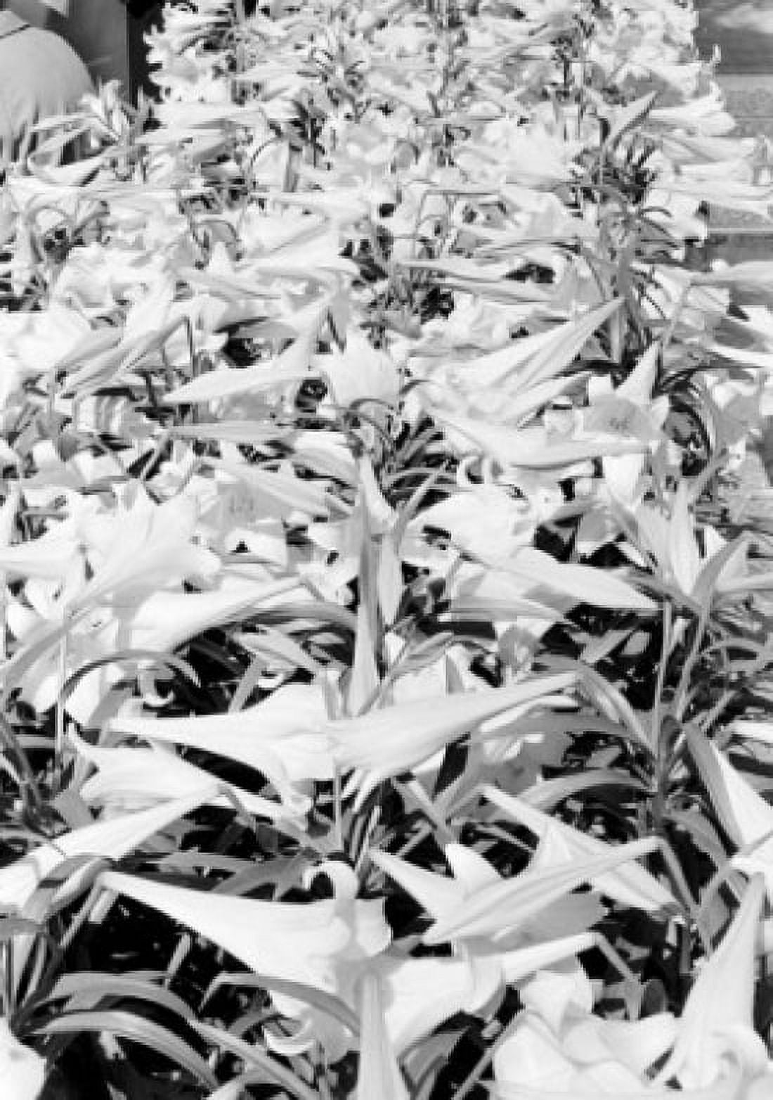Close up of flowerbed Canvas Art - (18 x 24)
