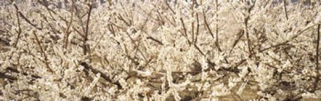 Close up of flowering cherry tree Canvas Art - Panoramic Images (18 x 6)