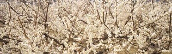 Close up of flowering cherry tree Canvas Art - Panoramic Images (36 x 12)