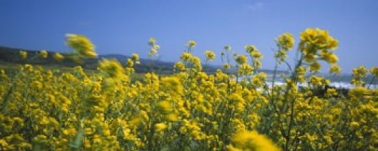 Close-up of flowers California USA Canvas Art - Panoramic Images (30 x 12)