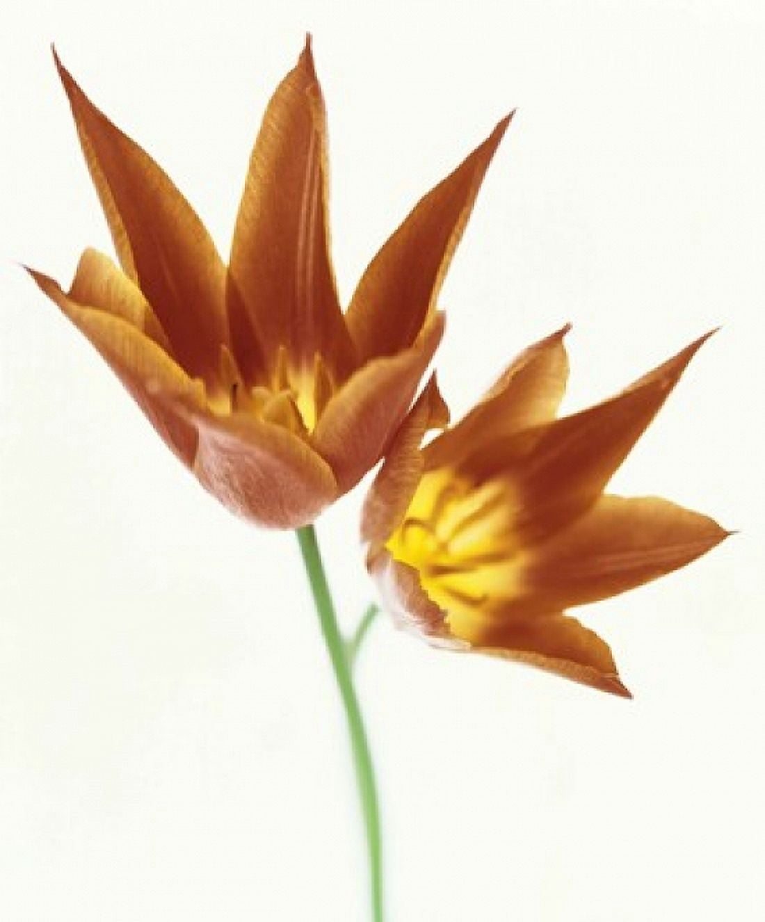Close up of flowers Canvas Art - Panoramic Images (14 x 16)