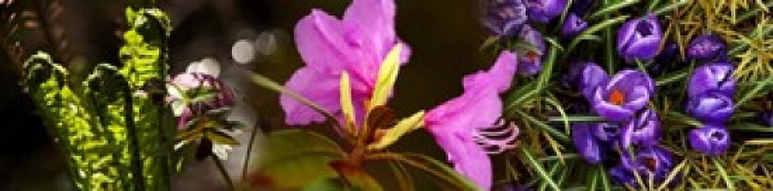 Close-up of flowers Canvas Art - Panoramic Images (20 x 5)
