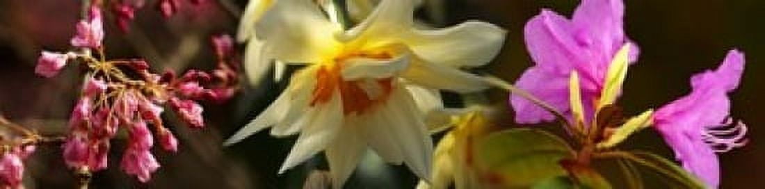 Close-up of flowers Canvas Art - Panoramic Images (20 x 5)