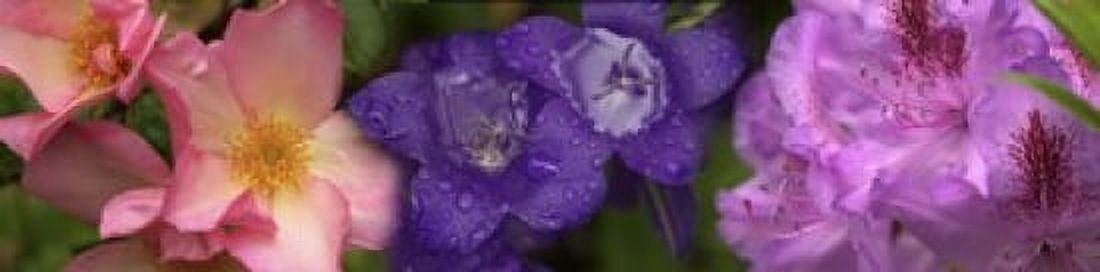 Close-up of flowers Canvas Art - Panoramic Images (20 x 5)