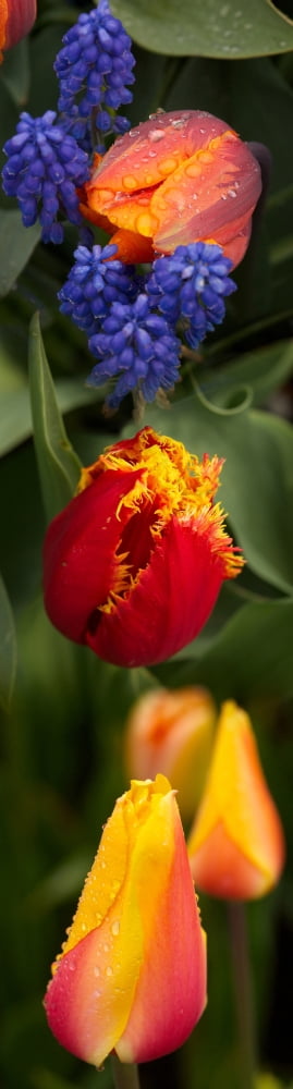 Close-up of flowers Canvas Art - Panoramic Images (27 x 9)