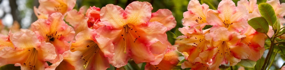 Close-up of flowers Canvas Art - Panoramic Images (27 x 9)