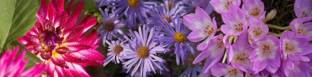 Close-up of flowers Canvas Art - Panoramic Images (27 x 9)