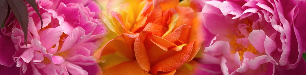 Close-up of flowers Canvas Art - Panoramic Images (27 x 9)